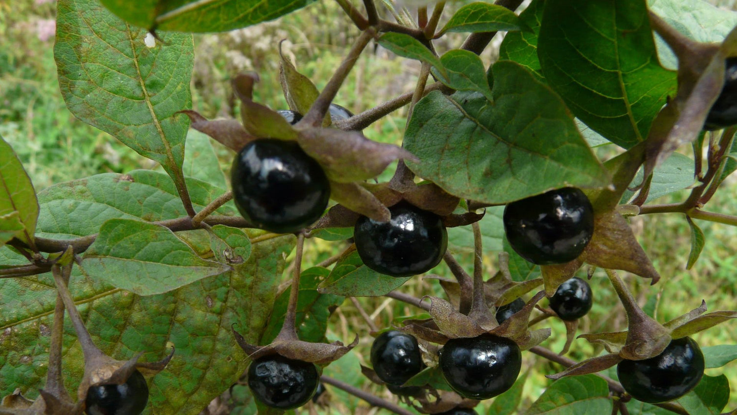 Belladonna Berries