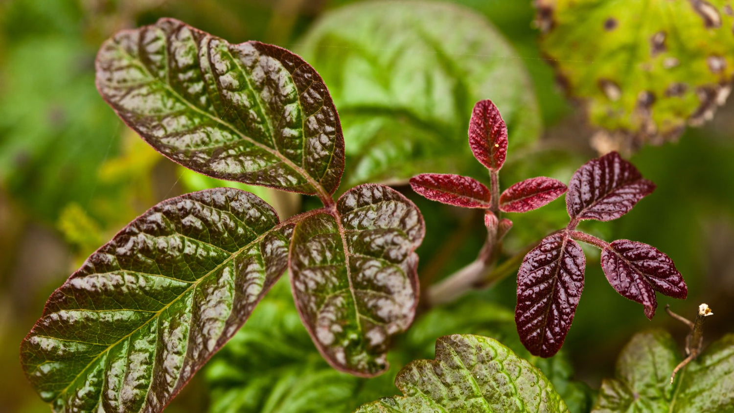 Poison oak