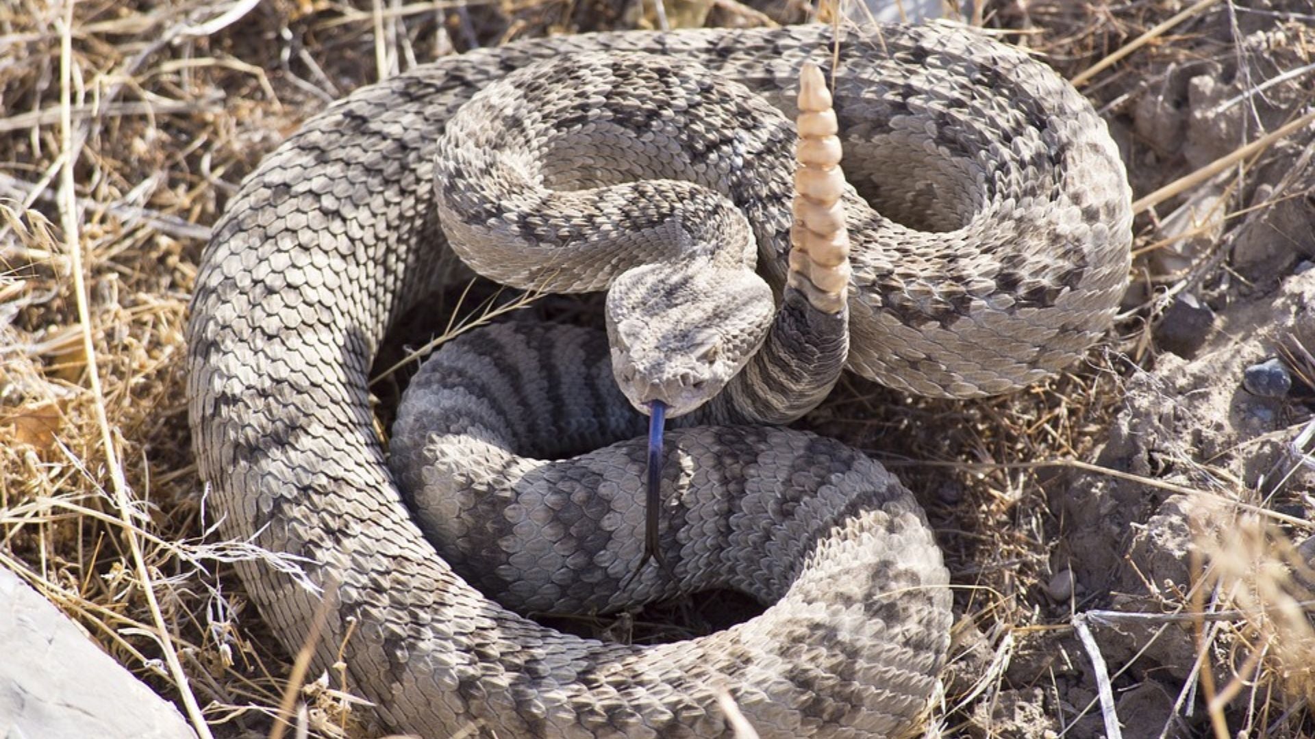 Rattlesnake in grass