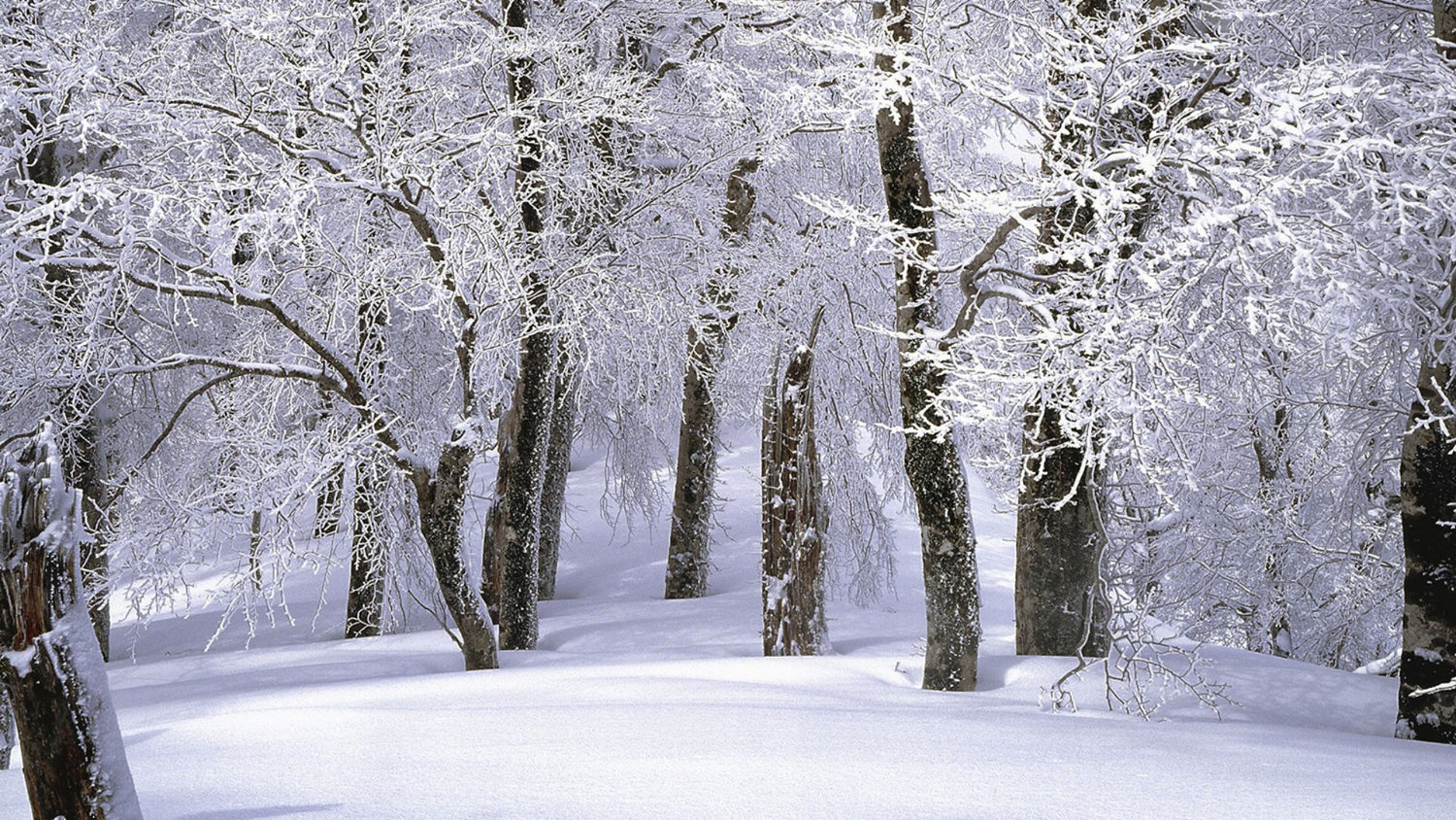 Snowy woods