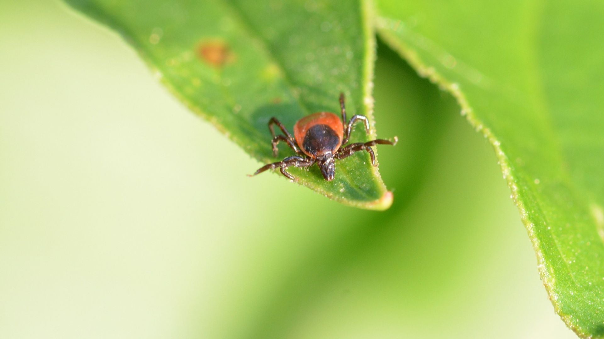 Tick on leaves