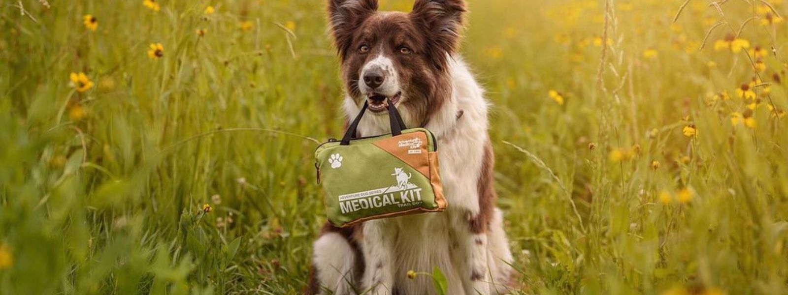 Dog holding Adventure Dog Kit in mouth in field