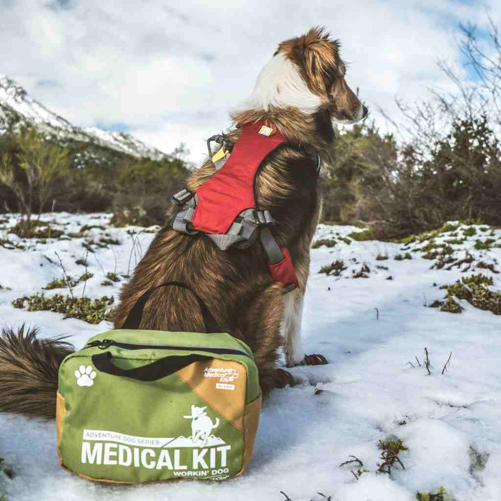Adventure Dog Medical Kit - Workin' Dog dog in snow with kit in front