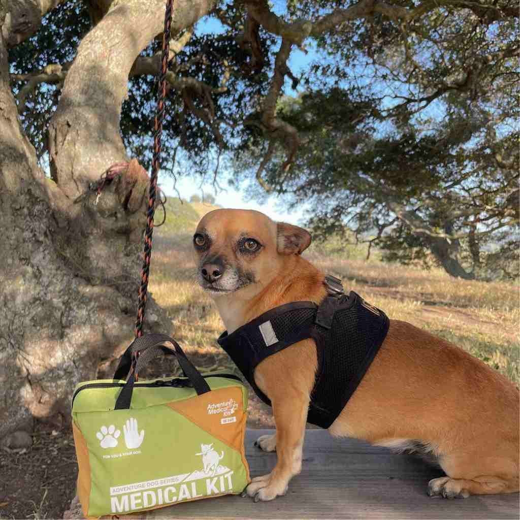 Adventure Dog Medical Kit - Me & My Dog small brown dog with black vest next to kit in front of tree