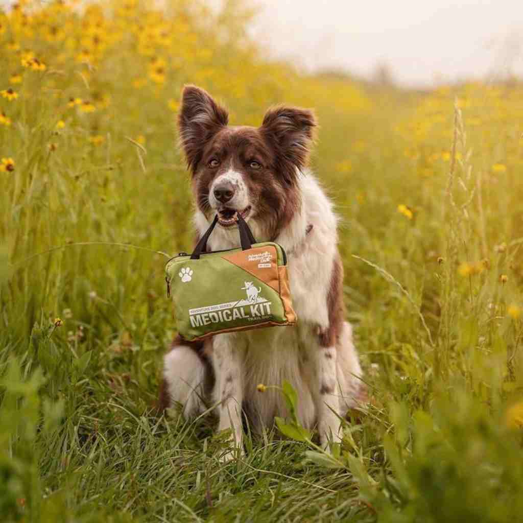 Adventure Dog Medical Kit - Trail Dog brown and white dog holding kit in mouth in front of long grass and flowers