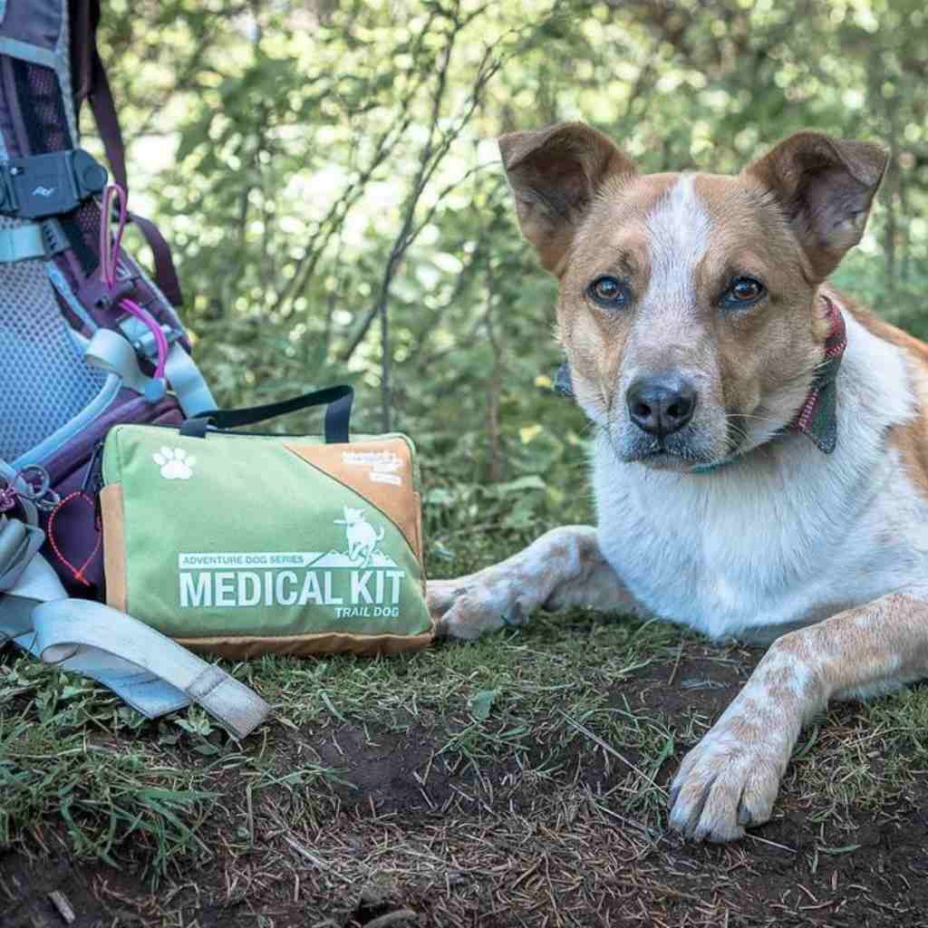 Adventure Dog Medical Kit - Trail Dog brown and white dog next to kit on ground