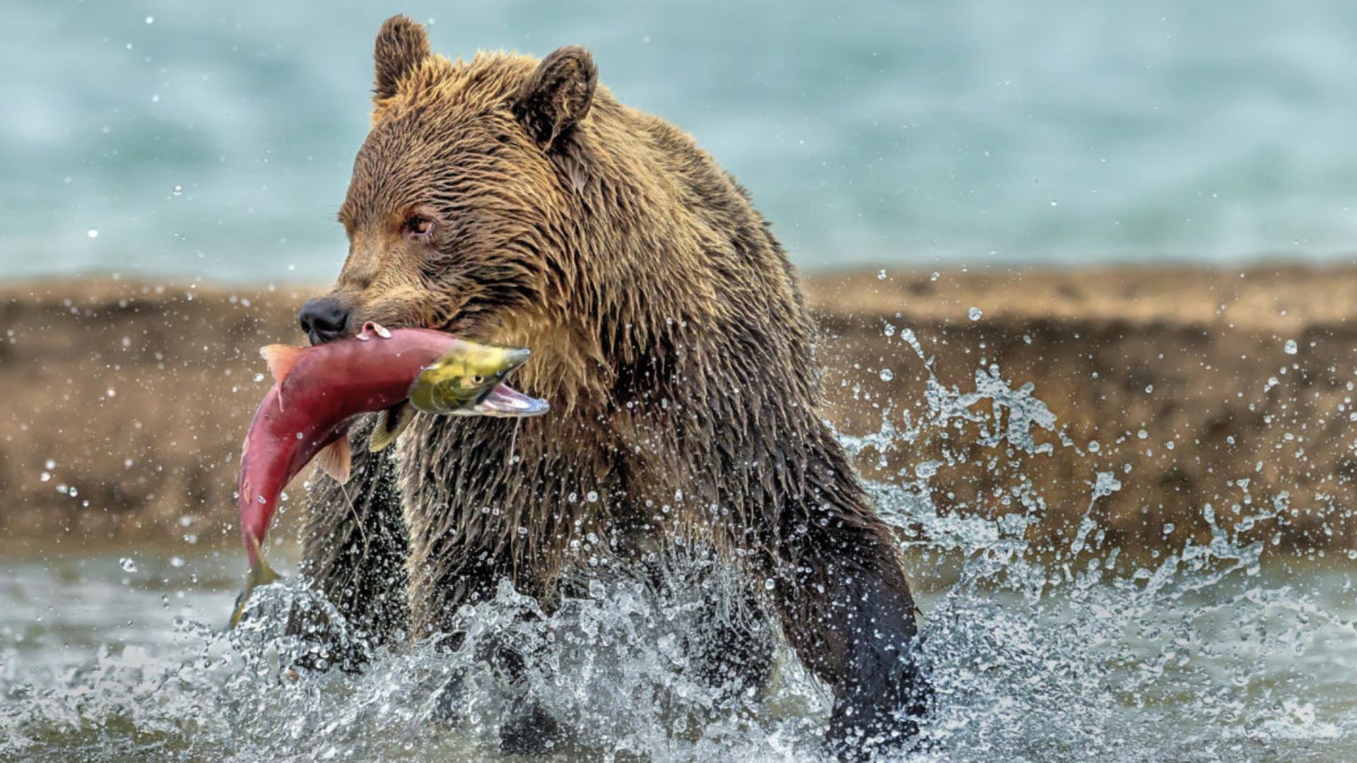 Bear eating fish in water