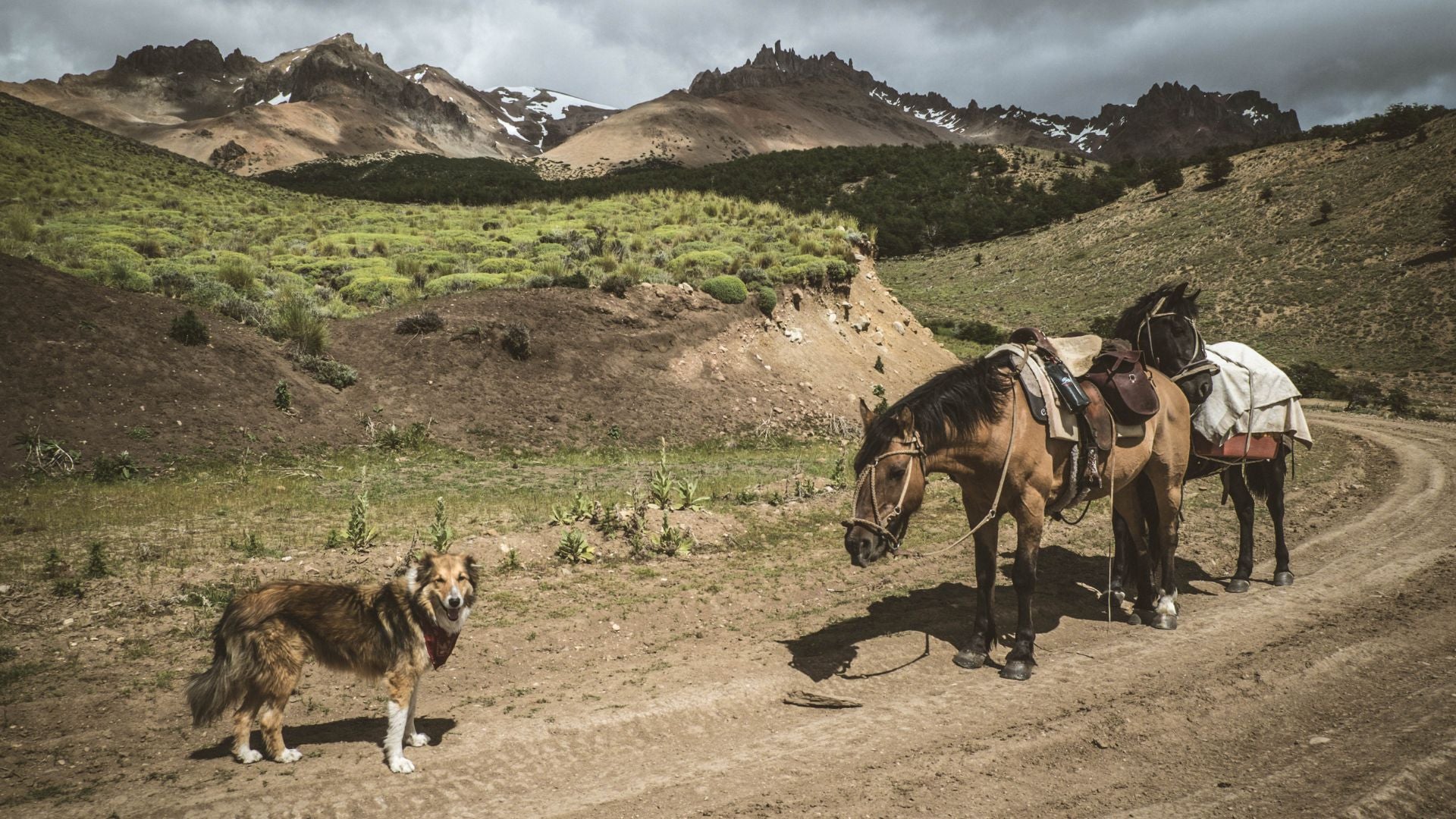 Dog and horse on expedition