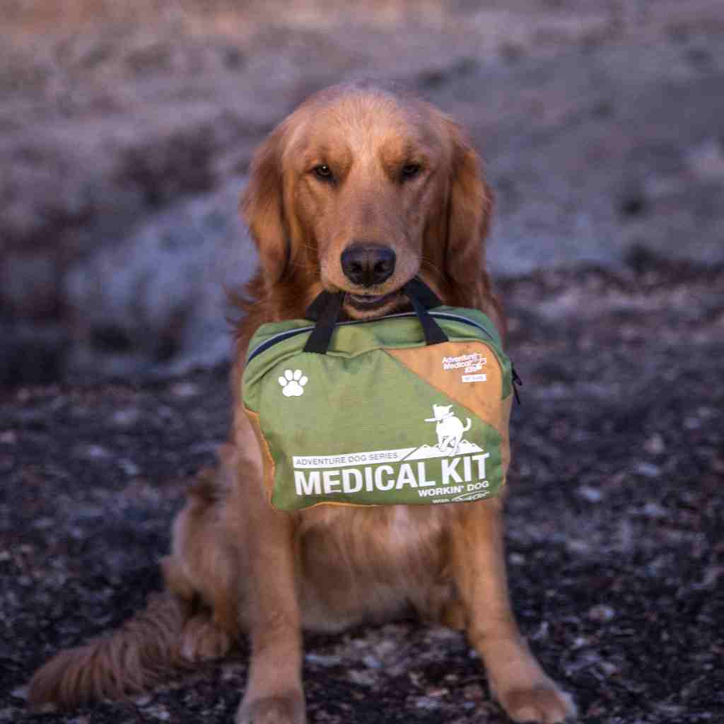 Adventure Dog Medical Kit - Workin' Dog golden retriever dog holding kit in mouth