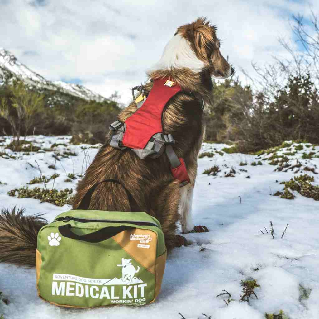 Dog first aid kit for hiking best sale