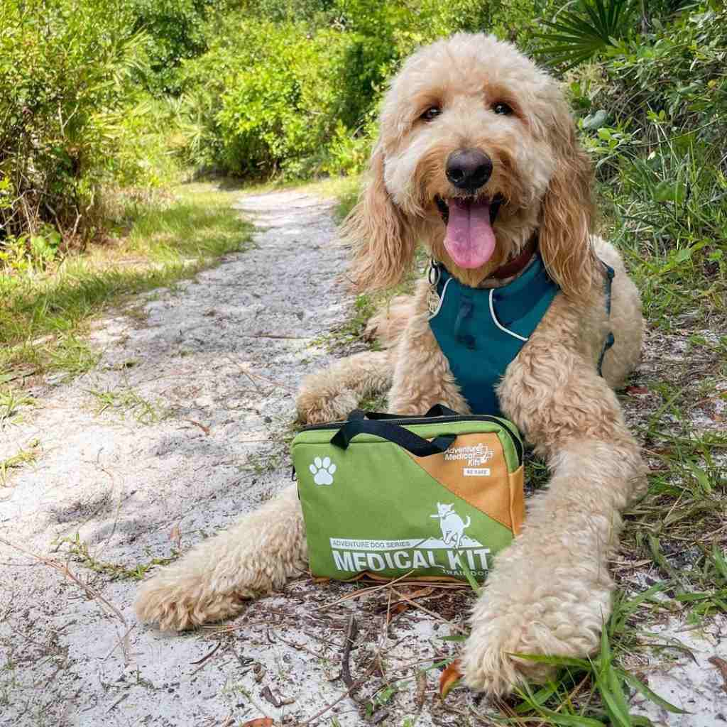 Adventure Dog Medical Kit - Trail Dog kit in front of yellow doodle dog on a trail