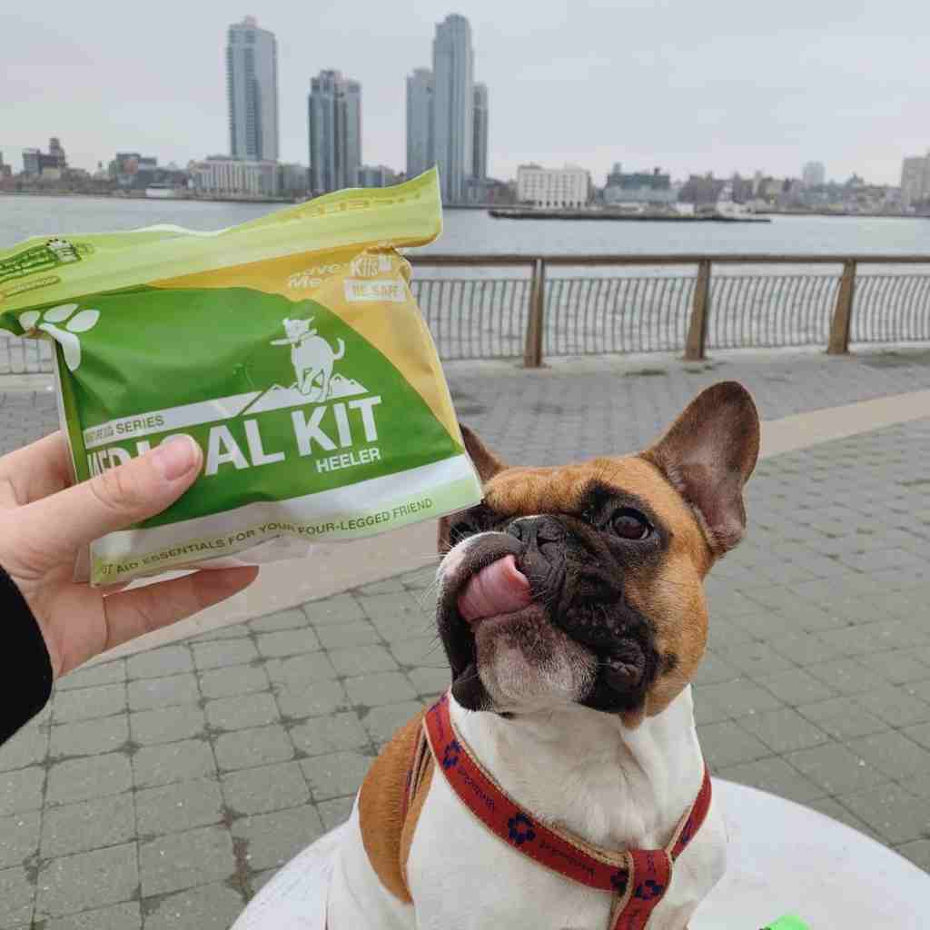 Adventure Dog Medical Kit - Heeler holding in front of dog in city setting