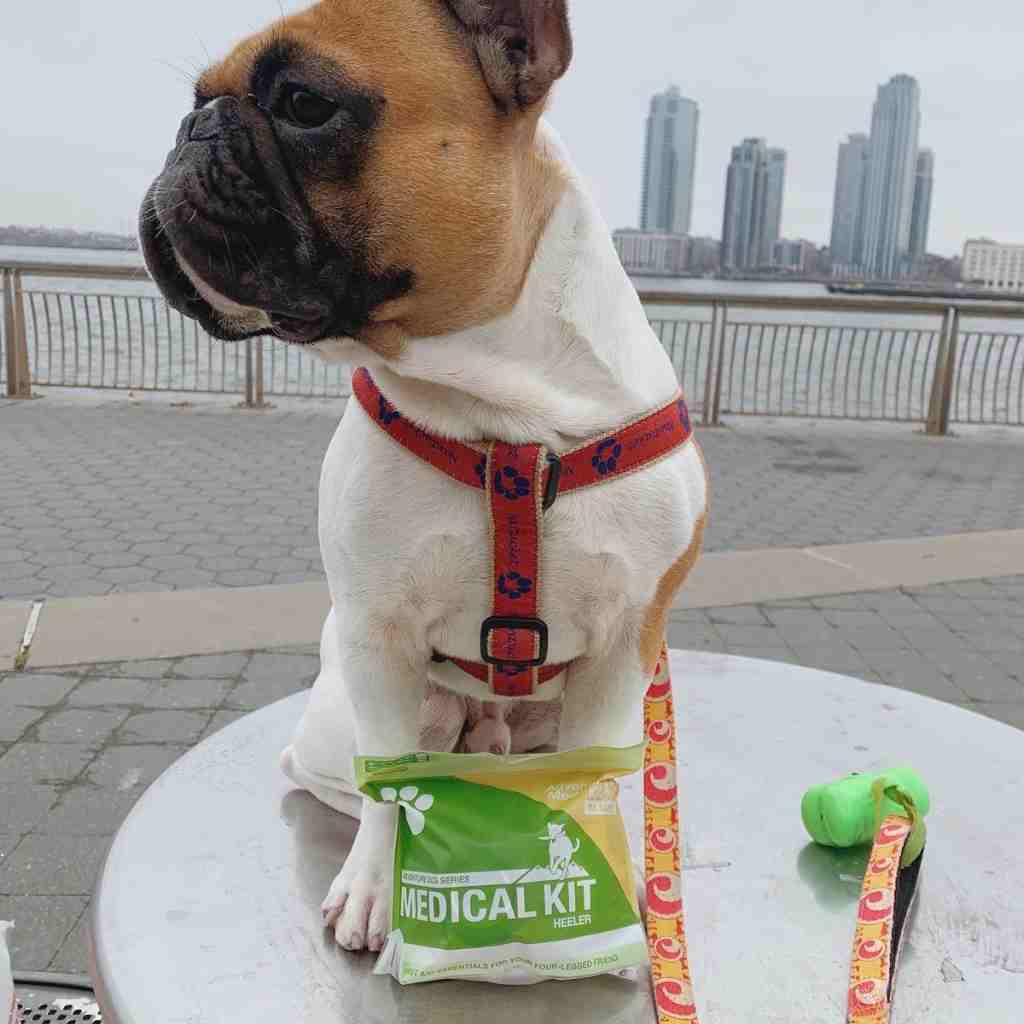 Adventure Dog Medical Kit - Heeler on table in front of dog in city