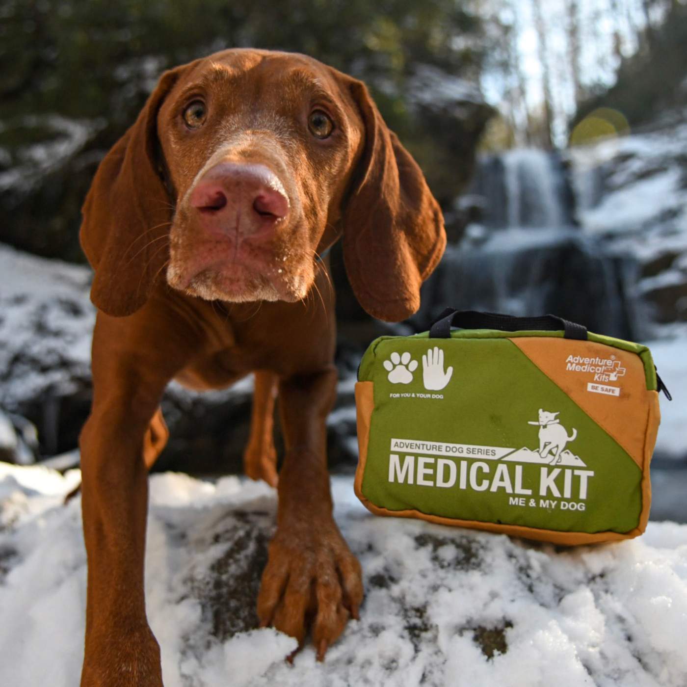 Brown dog in snow next to Me and My Dog first aid kit