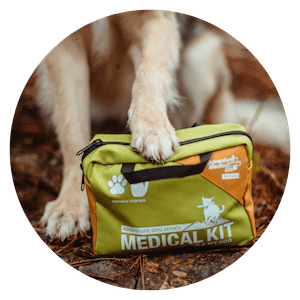 Dog with medical kit